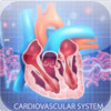 The Cardiovascular