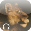 Animal Beauty, The audioguide