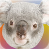 Koala Stopwatch!