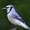 Flip 2 Learn The Birds HD