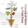Glossary of Herbs by Plant Parts