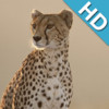 Animals WP HD for iPad
