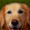 Golden Retriever - Dog Collection