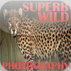 Superb Wild Photography