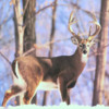 Deer Hunting Calls and Tips