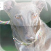 Celia Cross Greyhound Trust