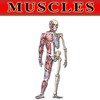 Bryan Edwards Muscles Flash Cards
