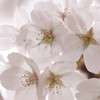 Sakura Photobook Vol.002 -Japanese cherry blossom Photo Collection-