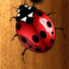 Tap Tap Bugs HD: Best Free Bug Smashing Game For Kids