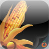 Corn Spacing