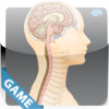 Nervous Anatomy Game
