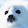 Seals -Photo Library