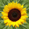 Sunflower Health