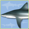 Sharks & Rays - Identification Guide for iPad