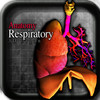 Anatomy Respiratory 3D Organs