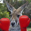 A  Boxing & Talking Kangaroo - Watch out for the countdown - Merry Christmas!