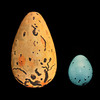 Bird Egg Identification Guide
