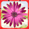 Fun Garden - The Match the flower summer game - Free Edition