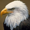 Bald Eagle Cams