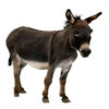 Donkey Sound Effects - Lovable Sounds, Ringtones and More from this Furry Animal