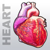 Heart Medical Encyclopedia