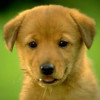 Puppy Wallpapers & Backgrounds HD for iPhone
