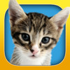 InstaKitty - A Funny Photo Booth Editor with Cute Kittens and Cool Cat Stickers for Your Pictures