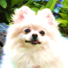 Pomeranian Wallpaper HD for iPad