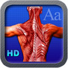 HD System Muscular