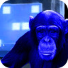 IQ Champ - Are you smarter than a chimp? (SALE)