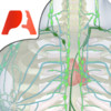 Pocket Anatomy: Lymphatic