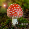 Mushroom Id North America - Fungi Identification Guide to Toadstools and Mushrooms